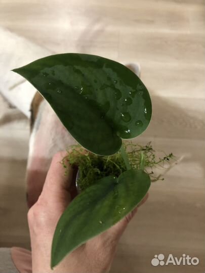 Сциндапсус