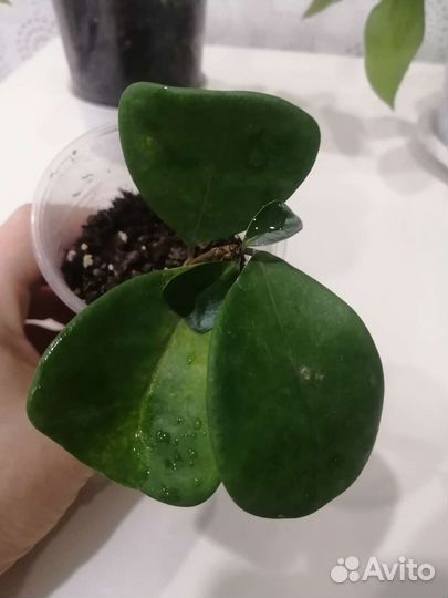 Фикус триангулярис