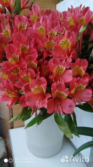 Альстромерия краснодарская красная