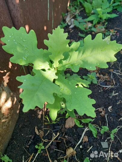 Саженцы: дуб, осина, канад. клён, берёза