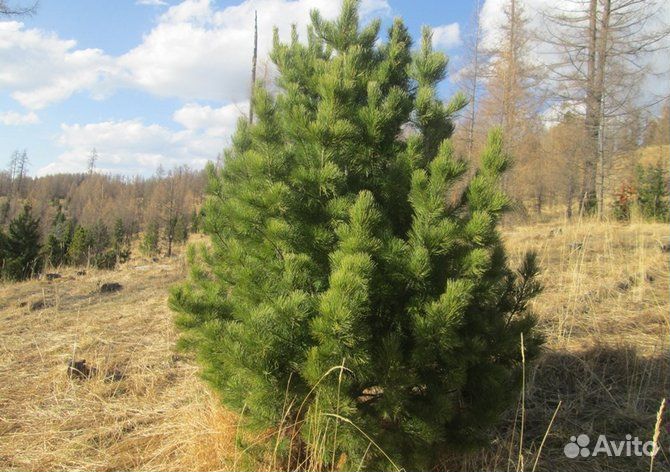 Саженцы Кедра сибирского 3.0м