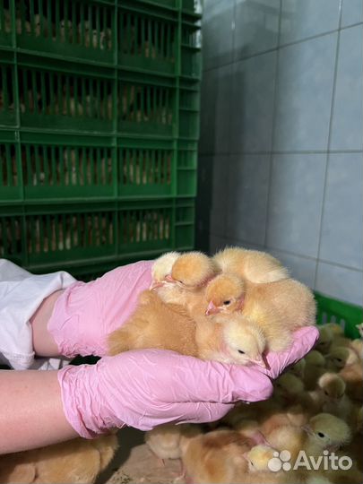 Суточные цыплята бройлеры Cobb-500 и Ross-308