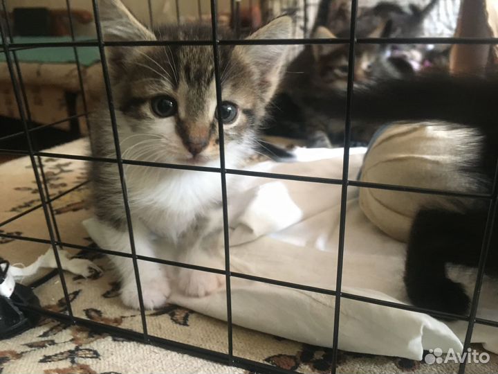Отдам котят в добрые руки