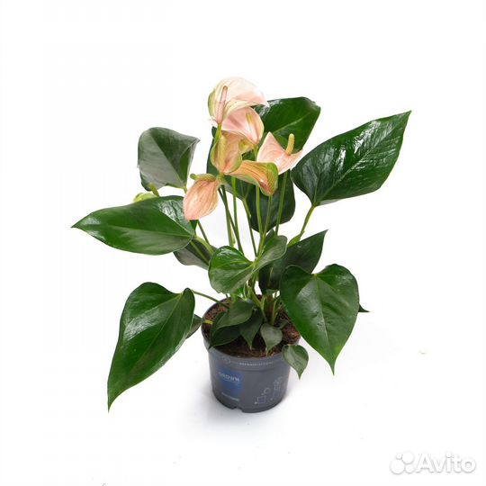 Комнатные растения для дома