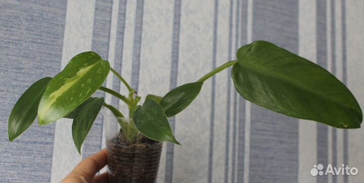 Филодендроны разных сортов обновлено