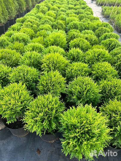 Туя шаровидная даника, вудварди, голден глоб