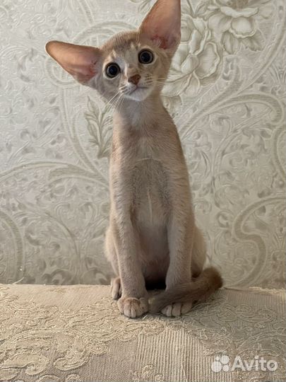 Абиссинская