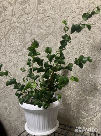 Фикус барок