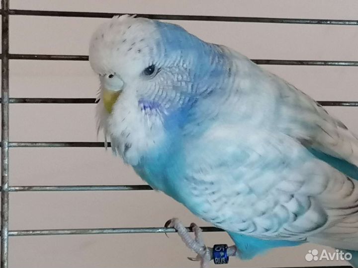 Самочка ввп чех выставочный волнистый попугай