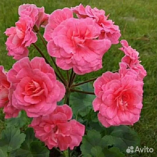 Пеларгония герань сортовая