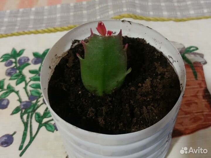 Цветок детка