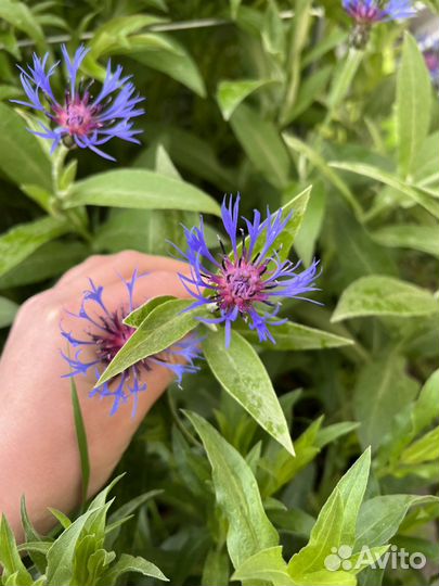 Васильки цветы многолетние