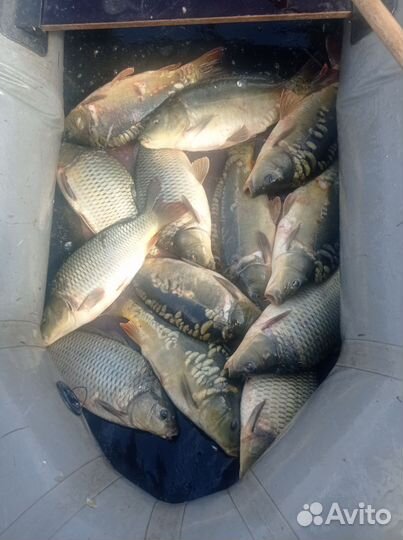 Продам рыбу карп
