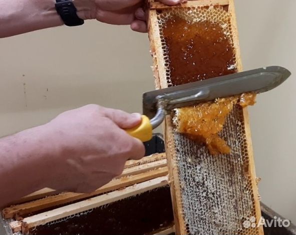 Мёд 24 года из Алтая опт