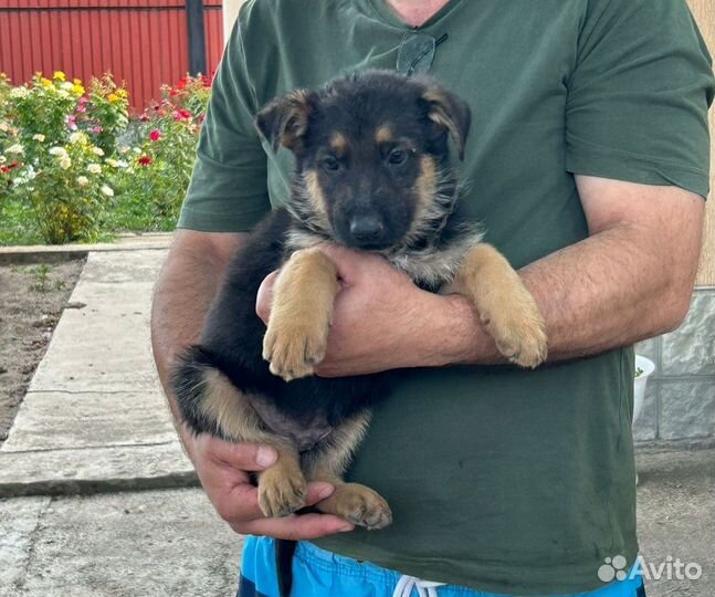 Немецкая овчарка