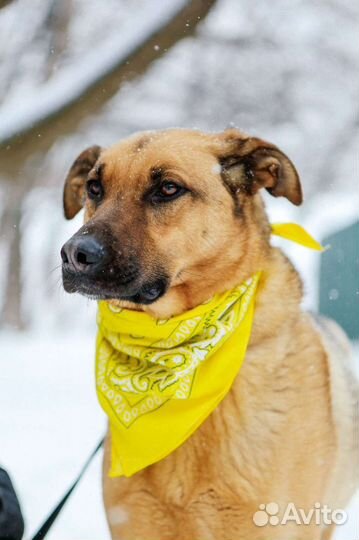 Собака из приюта надеется на чудо