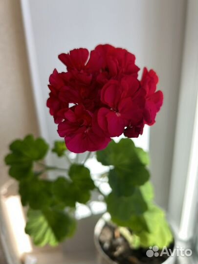 Пеларгония цветущая