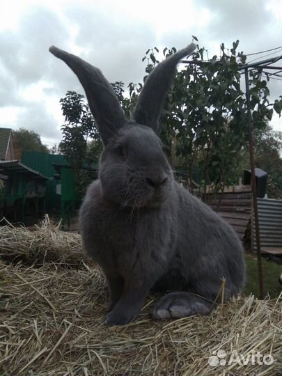 Кролики великаны ризен фландр обр