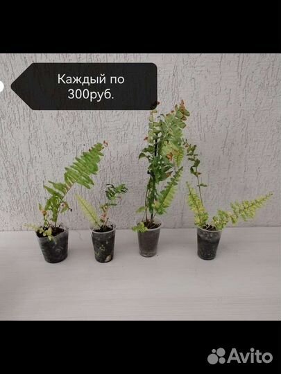 Папоротник нефролепис вариегатный