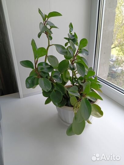 Комнатные цветы