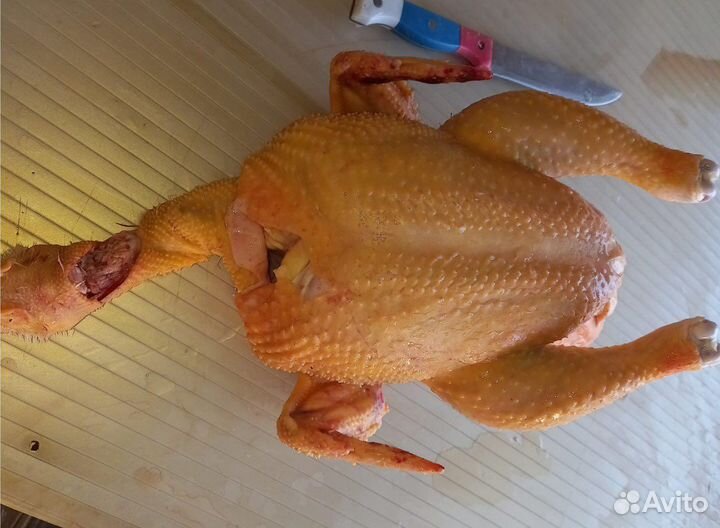 Куры домашние