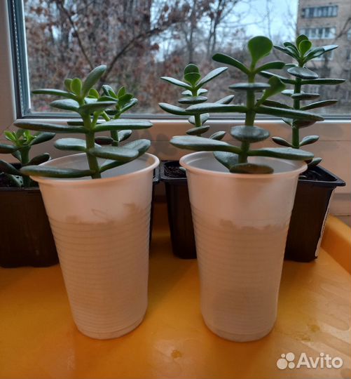 Крассула толстянка. Денежное дерево