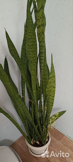 Сансевиерия