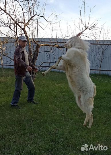 Козел зааненский