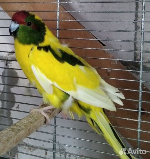 Попугаи амадины горлицы