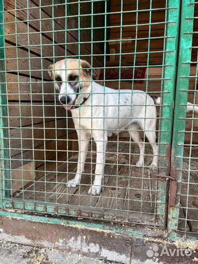 Чудесная девочка-собака Скарлет ищет дом