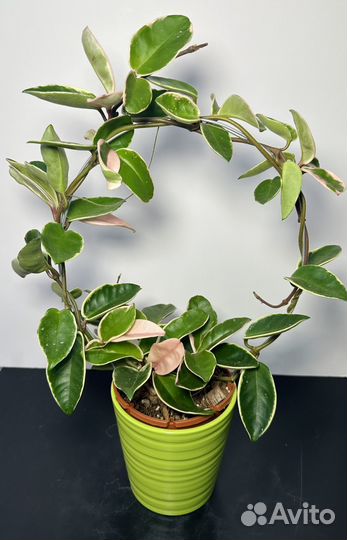 Хойя кримсон квин