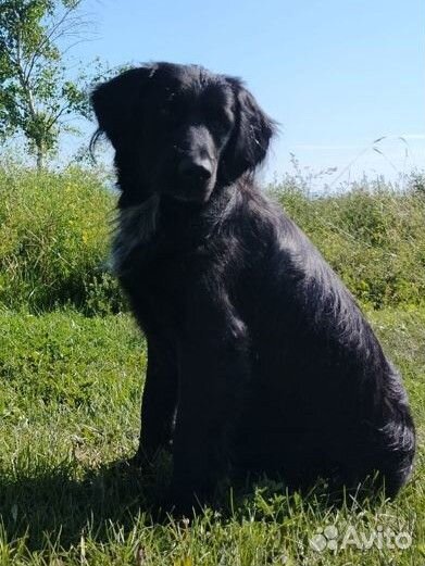 Кобель флет ретривер, вязка, бесплпатно