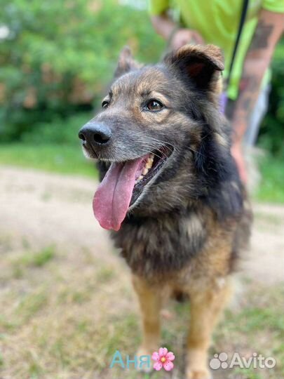 Дружелюбная собака в добрые руки