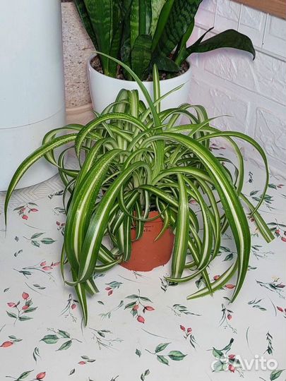 Хлорофитум кудрявый