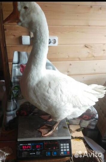 Инкубационные яйца, молодняк птицы