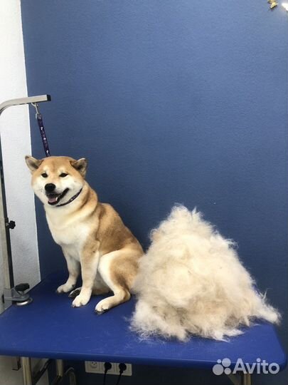 Груминг собак и кошек