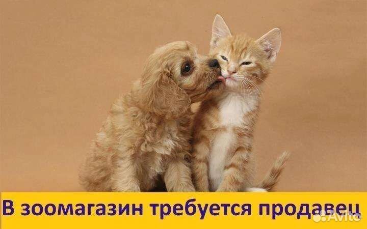 Продавец в зоомагазин в центр города