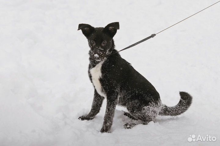 Щенок девочка Тиффани в добрые руки бесплатно