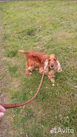 Выгул и Передержка для животных