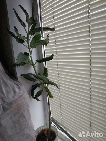 Цветы в ассортименте