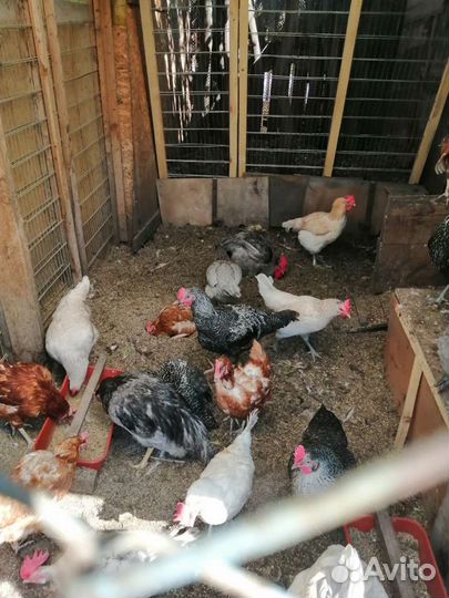 Куриный помет