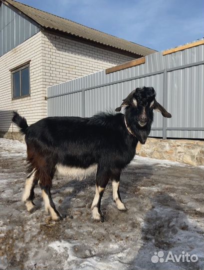 Нубийский козел