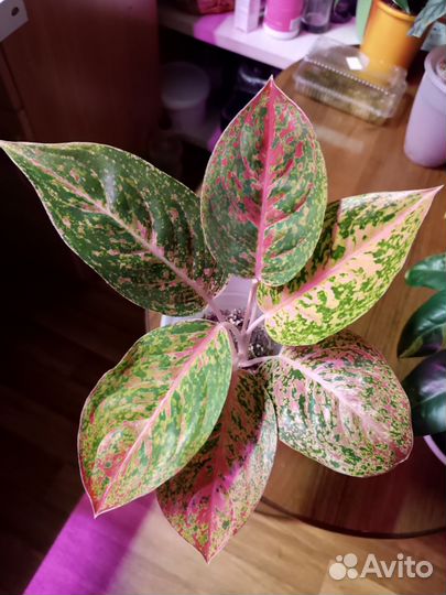 Аглаонема стрептиз