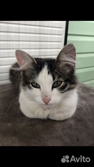 Кошка в дар бесплатно
