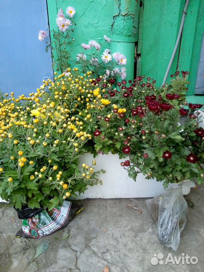 Мульти флора и не мульти