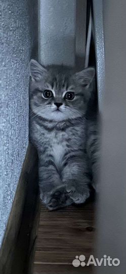 Британские котята