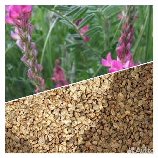 Эспарцет (семена)