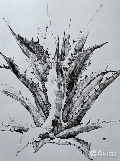 Алоэ Картина графика тушь постер зарисовка