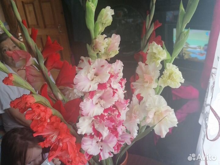 Гладиолусы шикарные