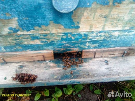 Продам пчел